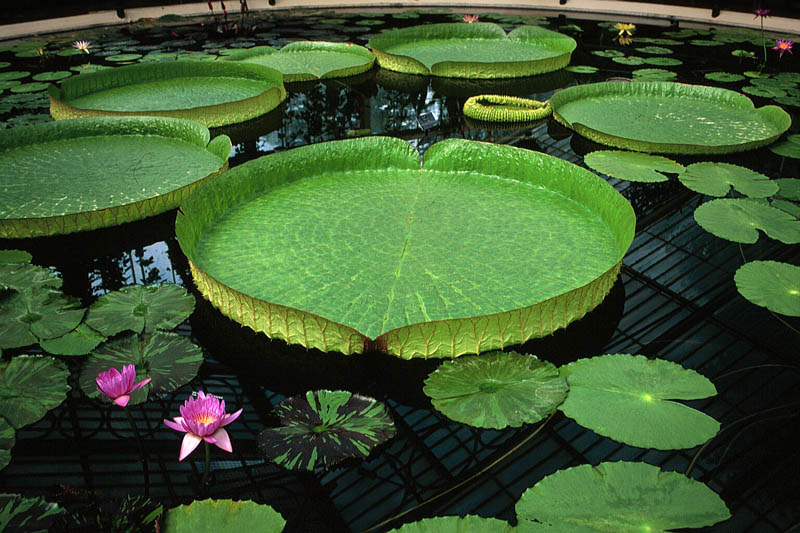 Lilly pad