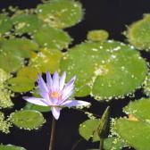 Water Lilly