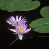 Water Lilly