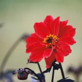 Red flower