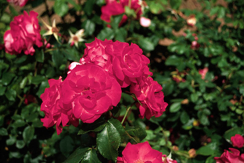 Red roses