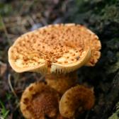 Mushroom