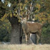 richmond_006